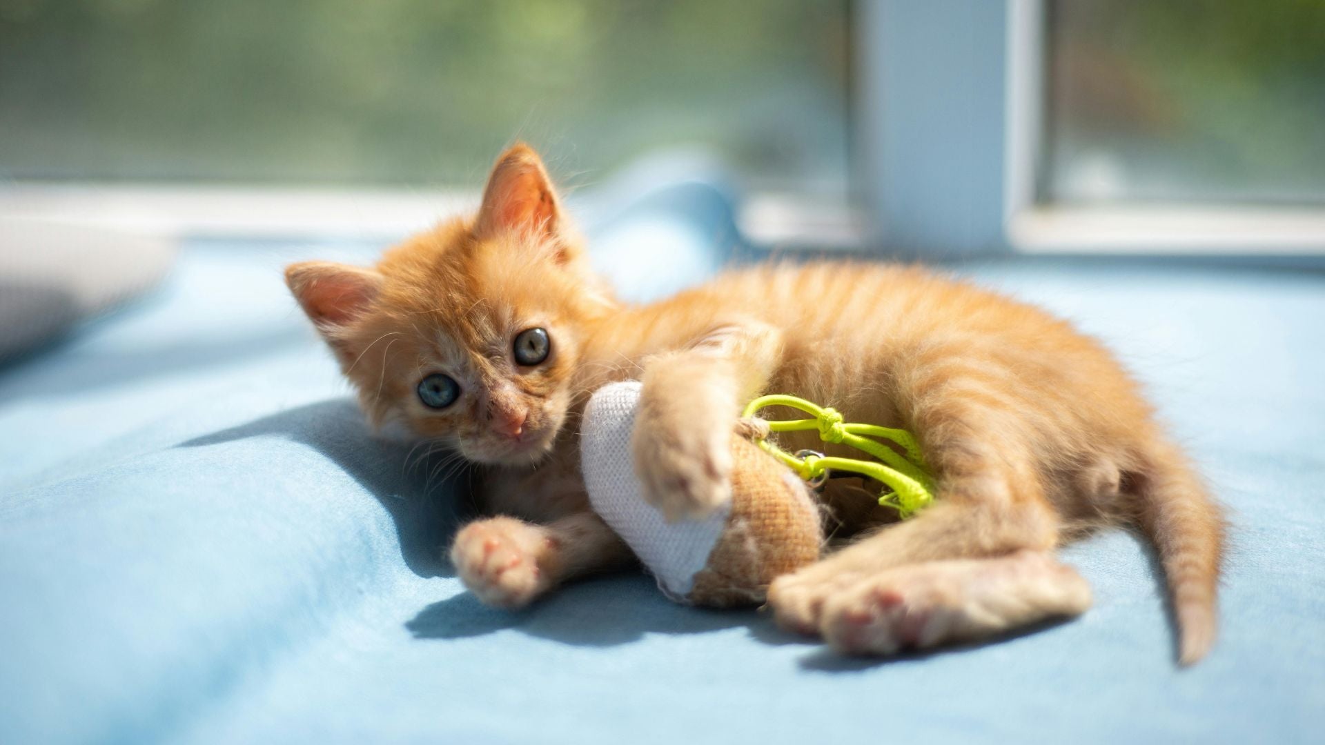 Spielzeug für Katzen