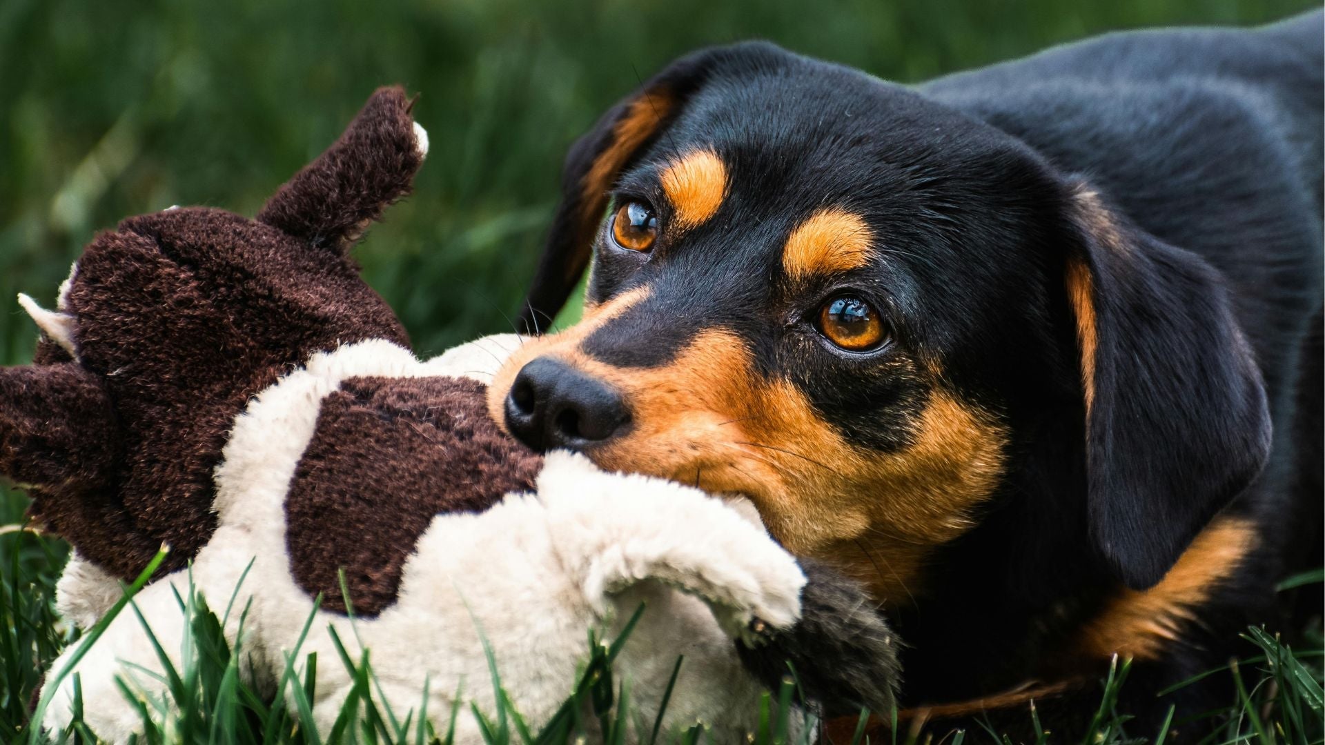 Spielzeug für Hunde